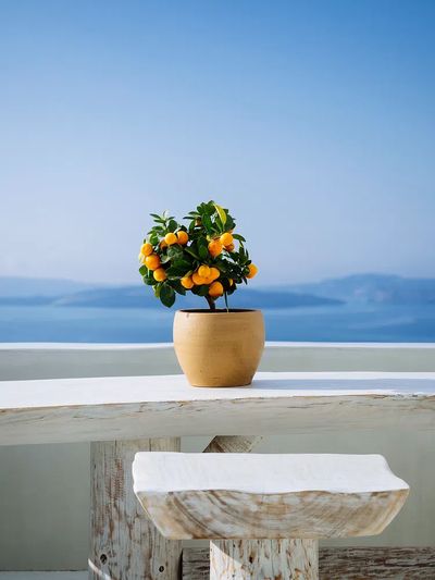 Orange tree view mountains Santorini. poster