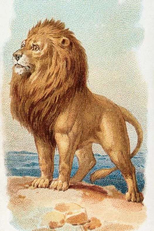 Lion — Vintage Print. poster detail