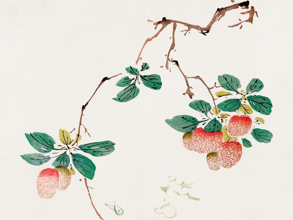 Lychee Branch — Watercolor Print. poster detail