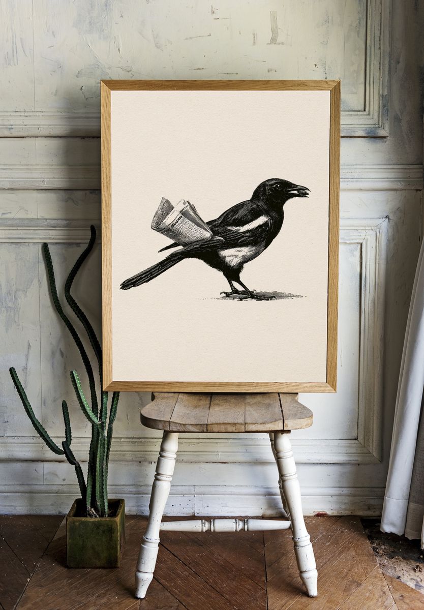 Magpie with Newspaper Illustration Poster. room preview