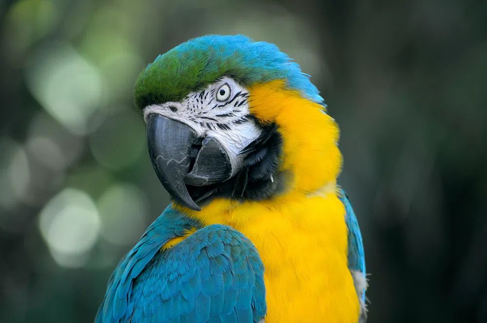 Macaw Parrot Portrait Poster. poster detail