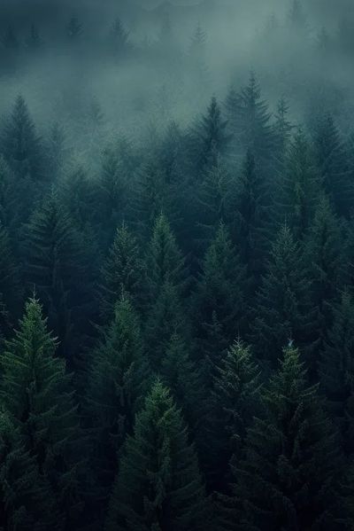 Misty Forest at Dawn Poster