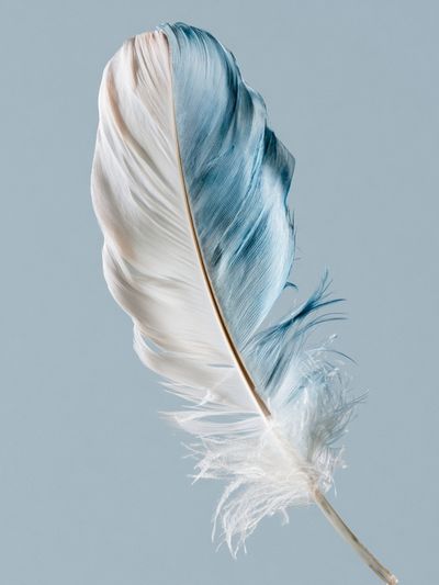 Blue and White Feather Print.