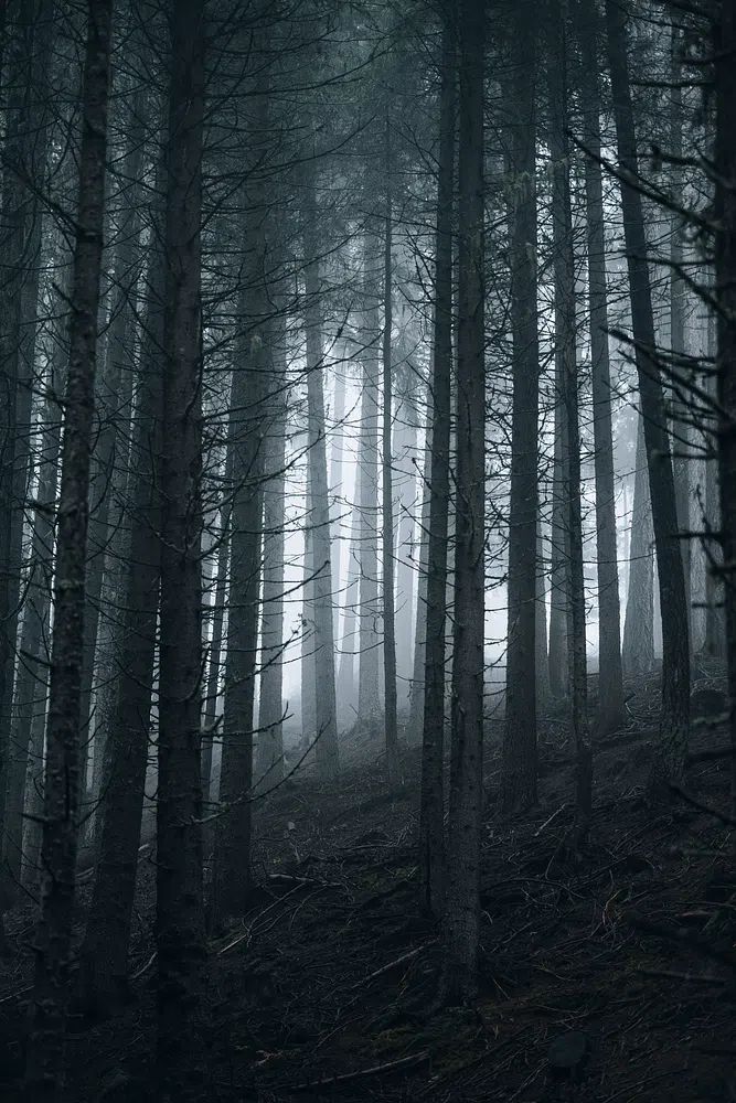 Misty Forest — Nature Poster. poster detail