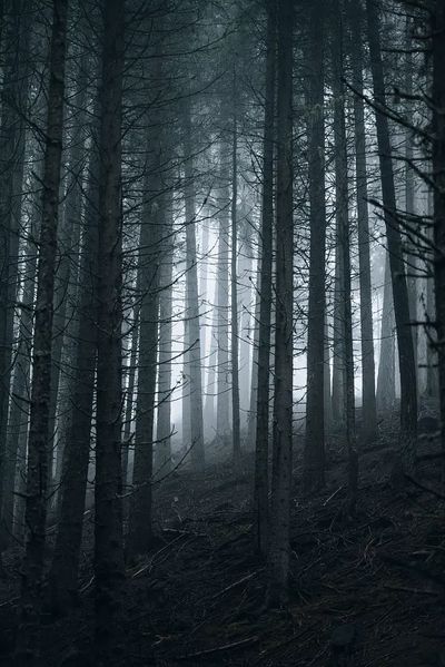 Misty Forest — Nature Poster. poster