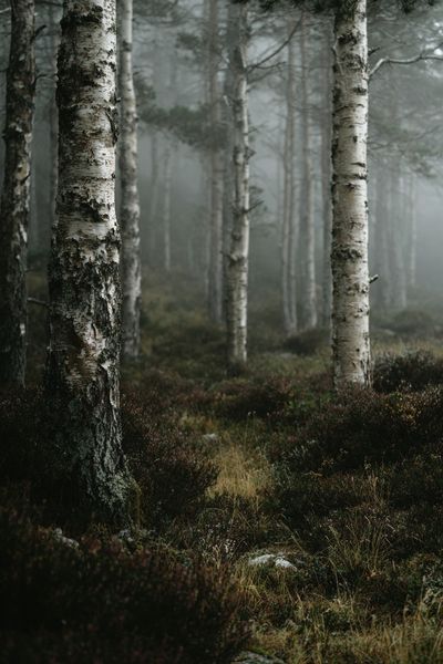 Misty Forest Photography Poster. poster