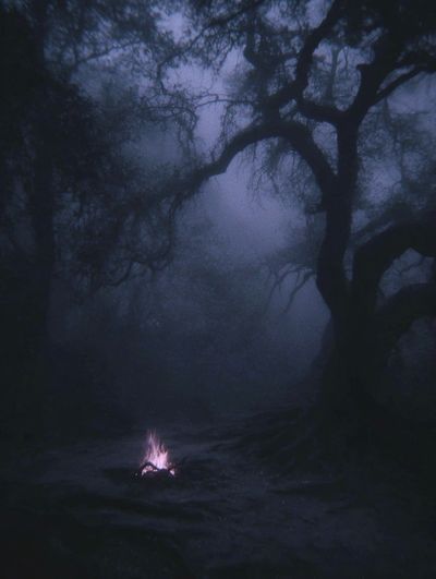 Mysterious Forest at Night — Photography Print. poster