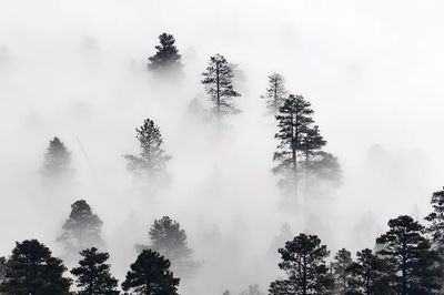 HD wallpaper winter landscape, nature. poster