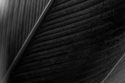 Monochrome Feather Texture Poster. poster