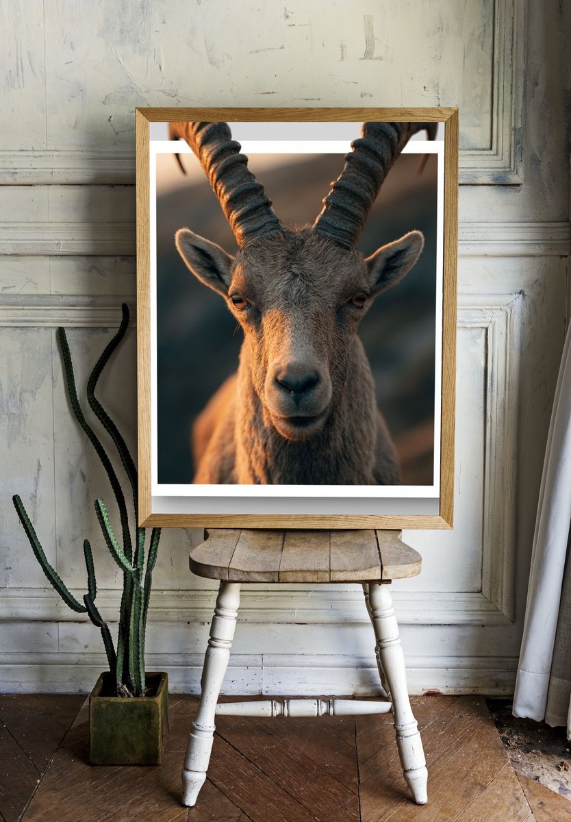 Mountain Goat Portrait Poster. room preview