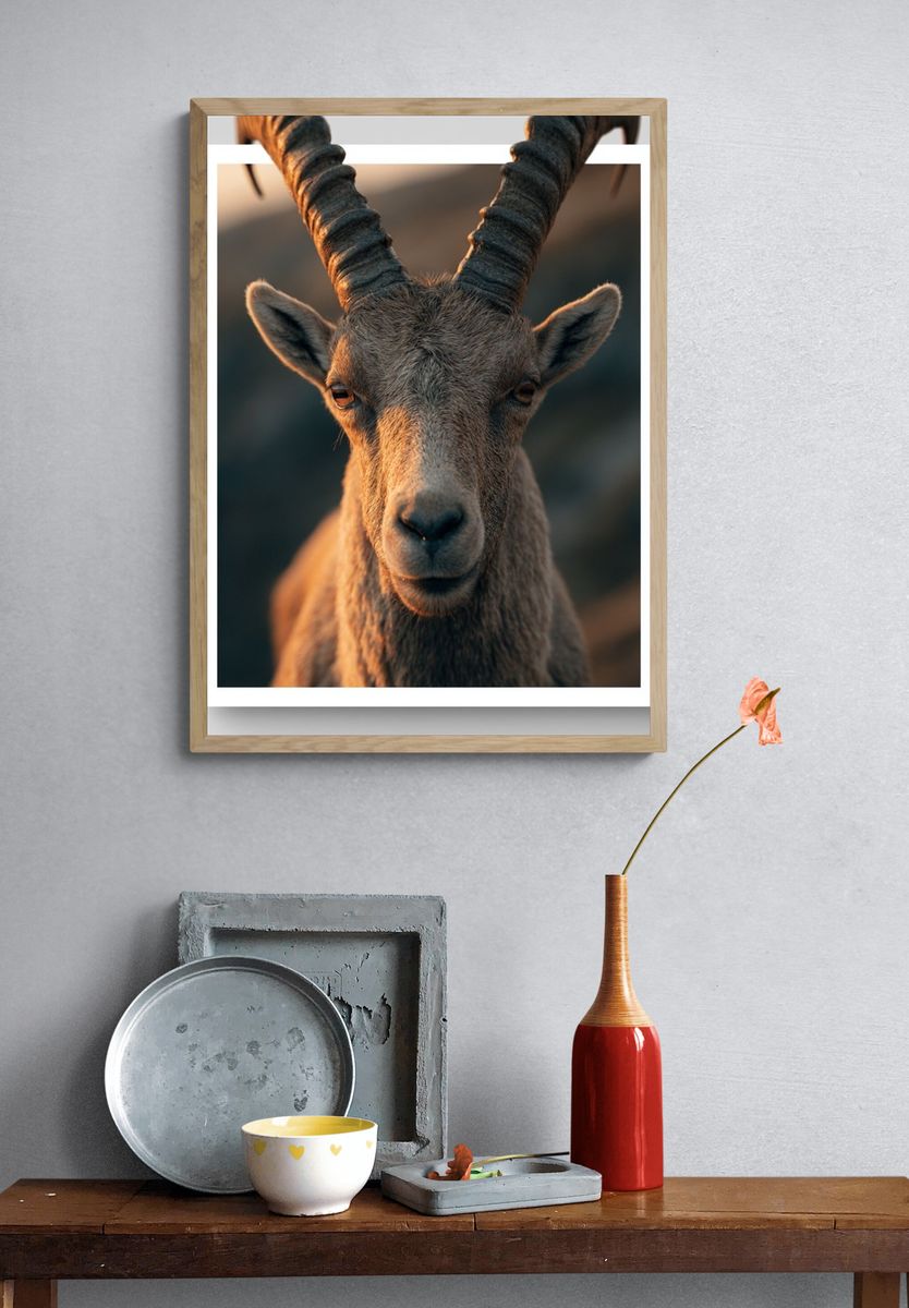 Mountain Goat Portrait Poster. — room view 3