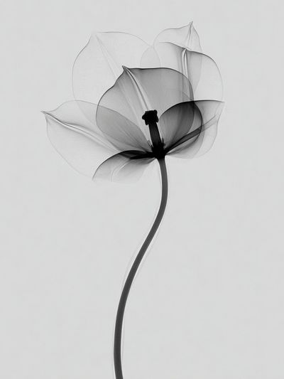 Monochrome Flower Minimalist Print. poster