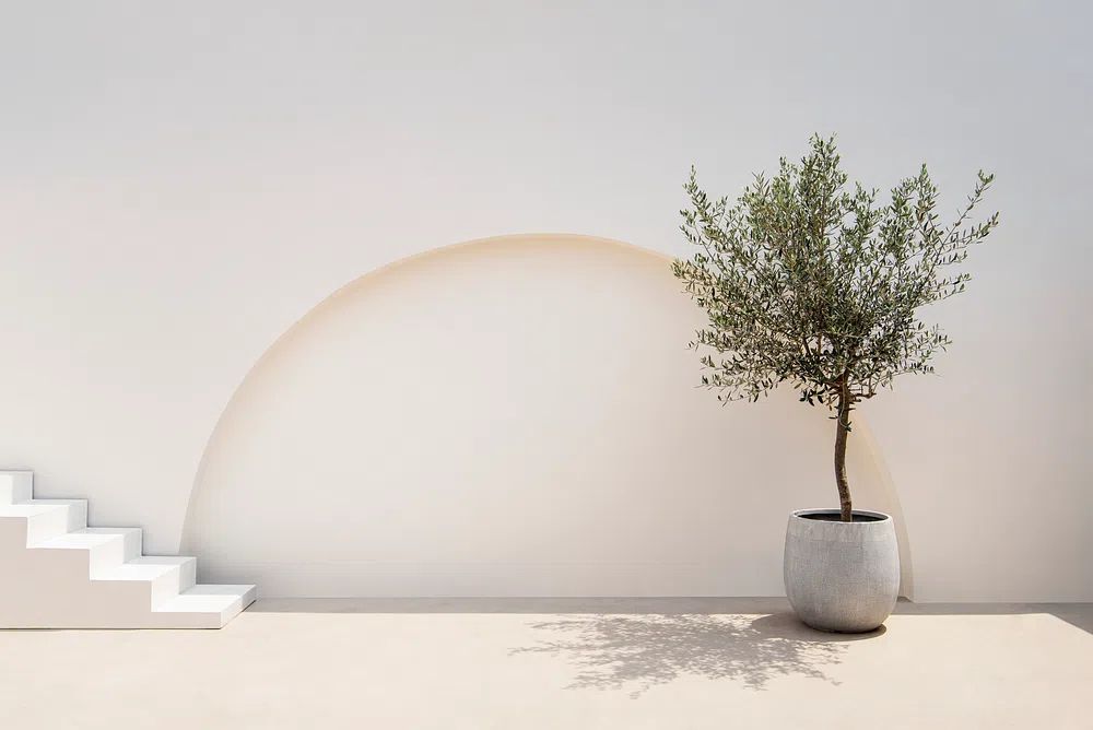 Mediterranean minimal wall plant exterior. poster detail