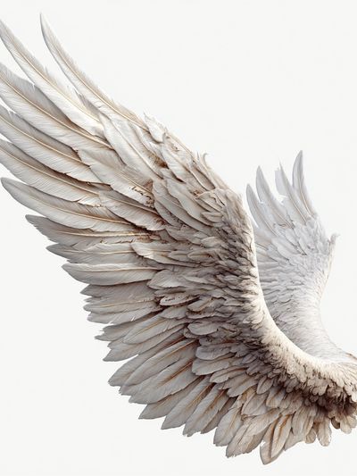 White Feather Wing Print. poster