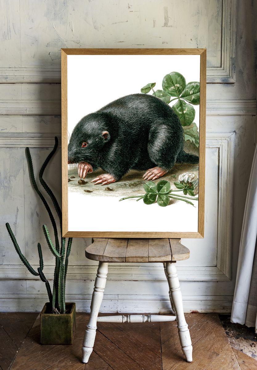 Black Mole Botanical Print. room preview