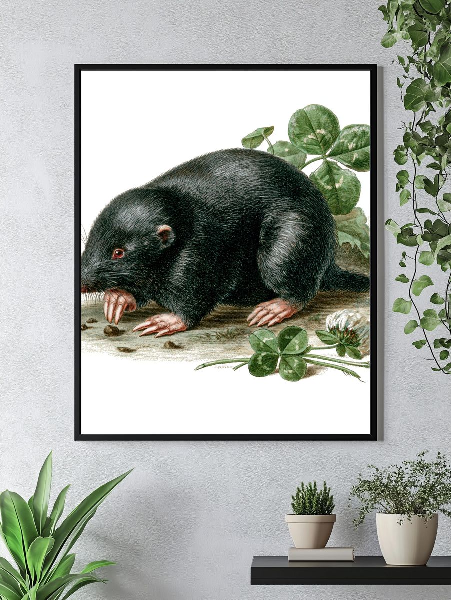 Black Mole Botanical Print. — room view 4