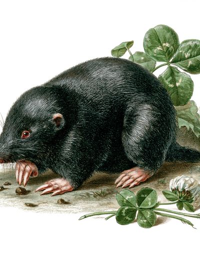 Black Mole Botanical Print.