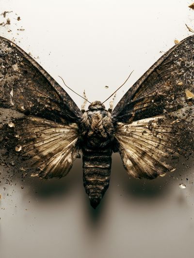 Moth Debris Photography Poster.