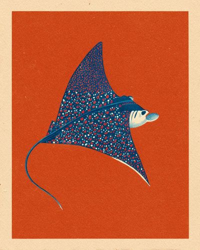 Manta Ray Illustration Poster. poster print
