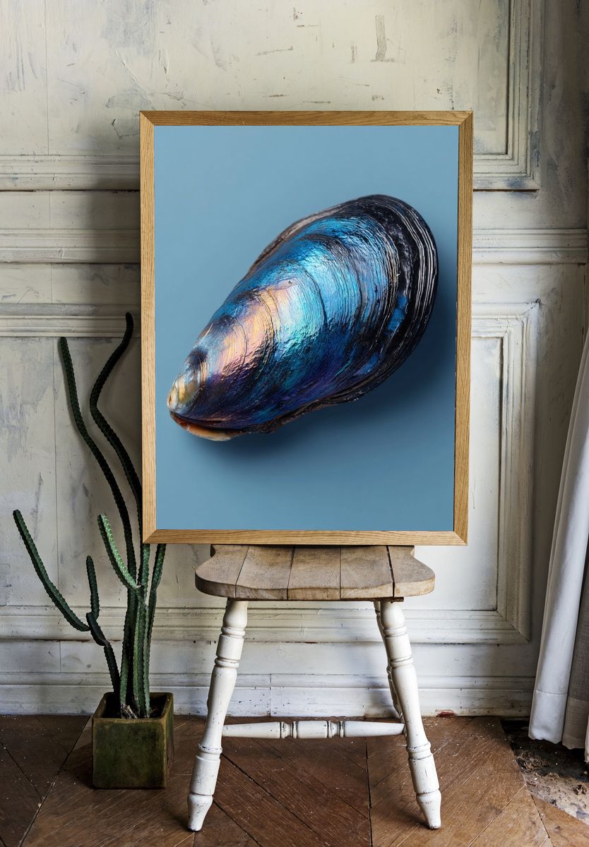 Blue Mussel Shell — Photography Print. — room view 1