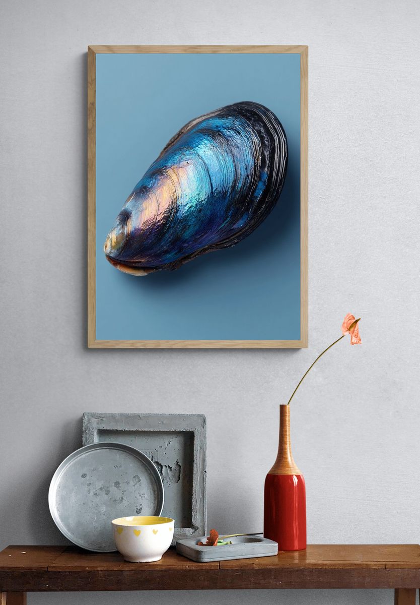 Blue Mussel Shell — Photography Print. — room view 3