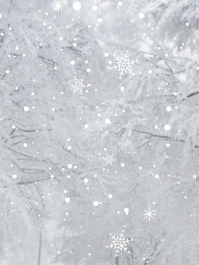 White snowy pine branch background.