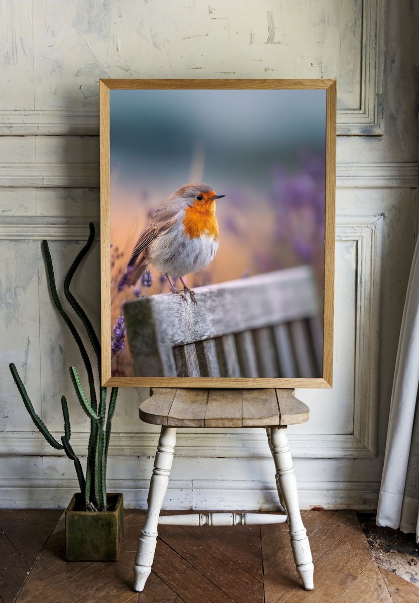 Robin Bird on Lavender — Photography Print. — room view 1
