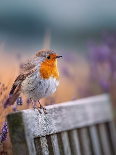 Robin Bird on Lavender — Photography Print
