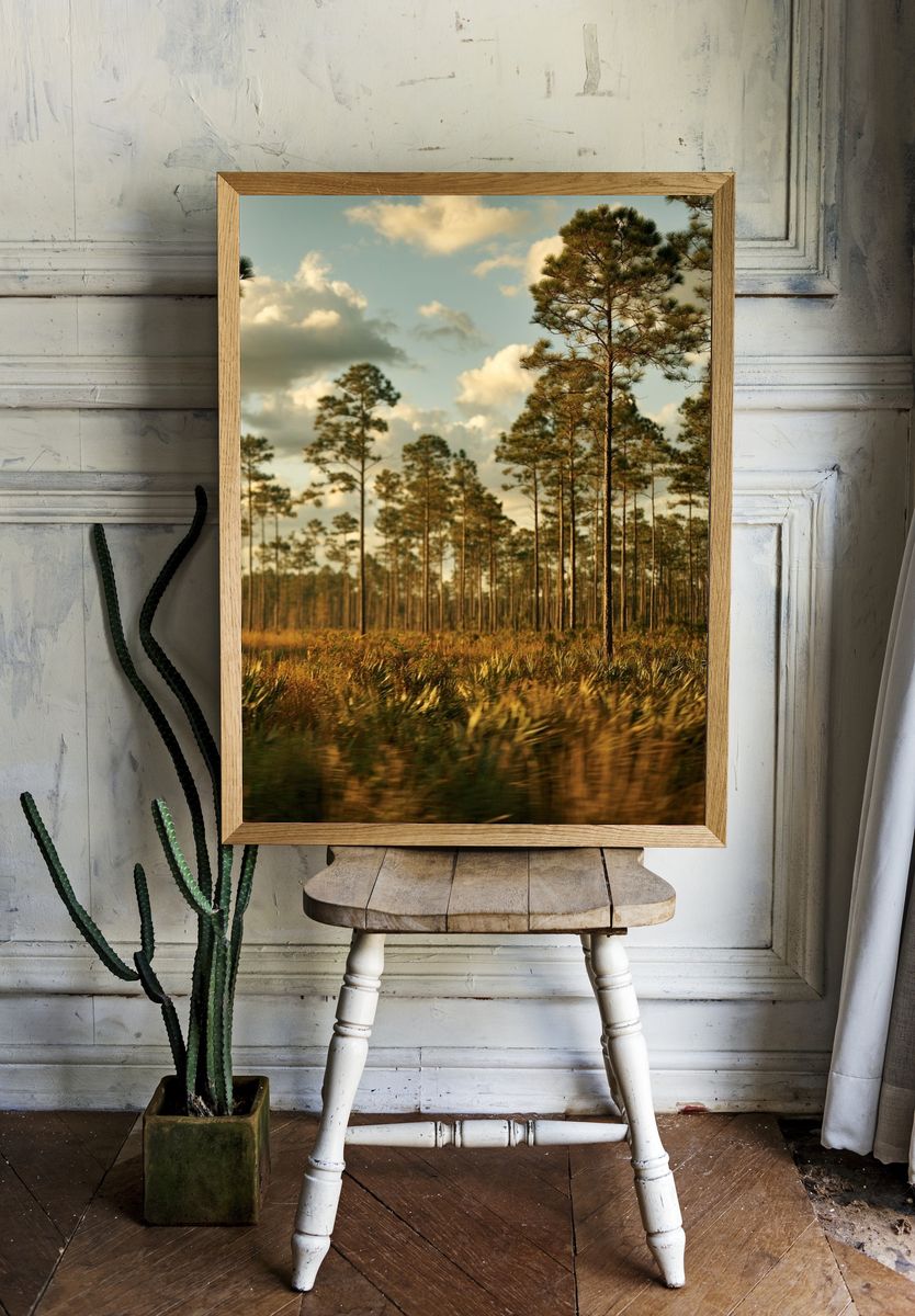 Pine Forest at Golden Hour Poster. room preview
