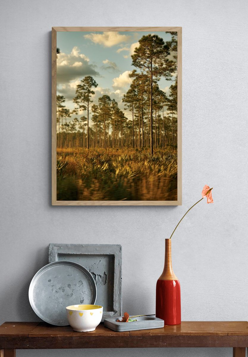 Pine Forest at Golden Hour Poster. — room view 3