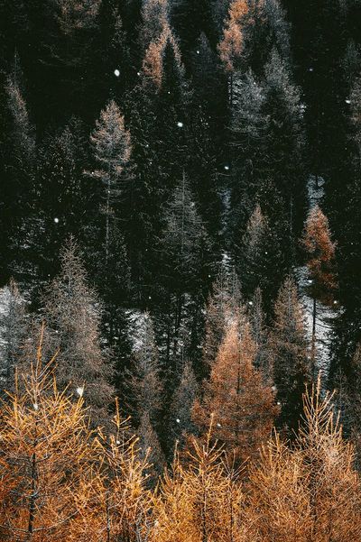Snow in a woodland.