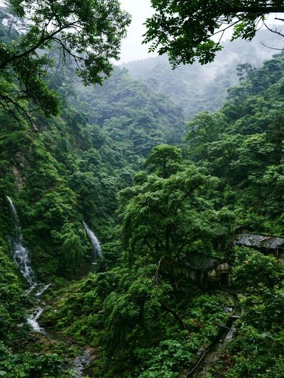 Misty Jungle Waterfall Poster.