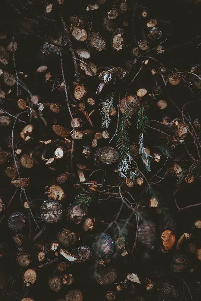 Dark Forest Floor Botanical Print. poster detail
