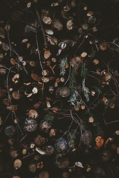 Dark Forest Floor Botanical Print