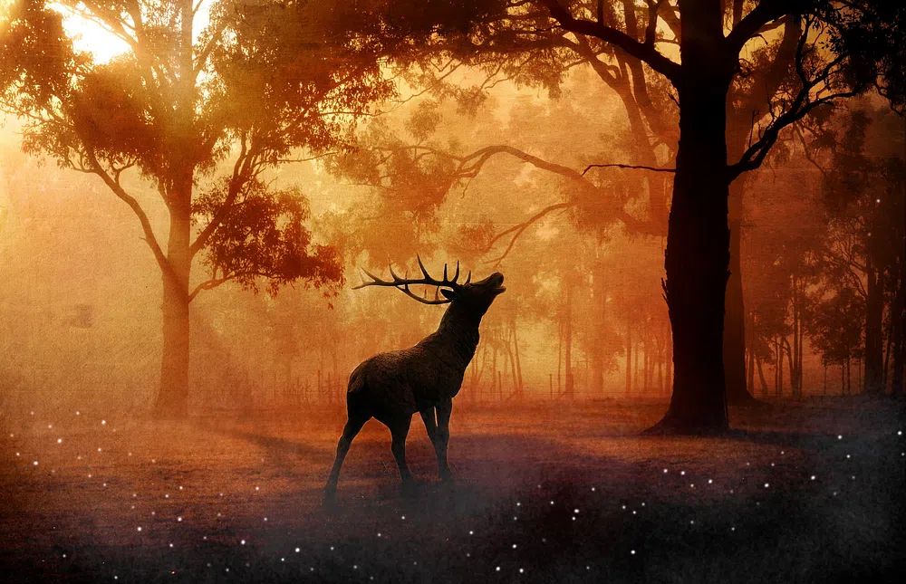 Majestic Stag in Misty Forest Poster. poster — nature art