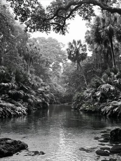 Tropical River Canopy Black-White Poster.