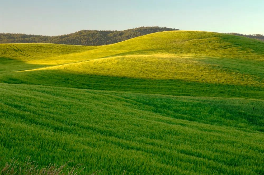 farm located Moscow, Idaho July. poster detail