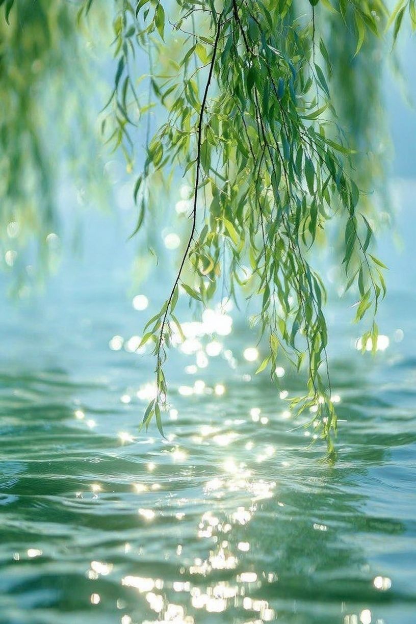 Willow Leaves by Water Photography Poster. poster — nature art