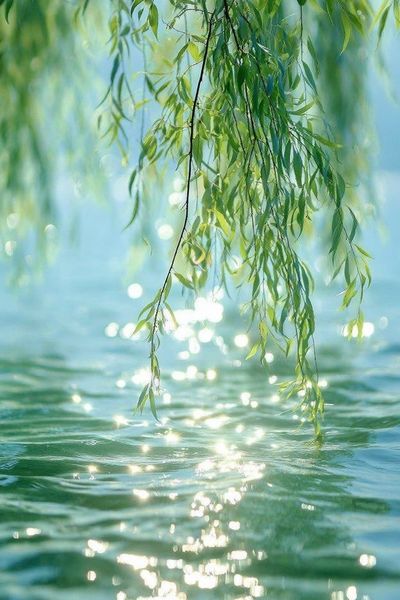Willow Leaves by Water Photography Poster. poster
