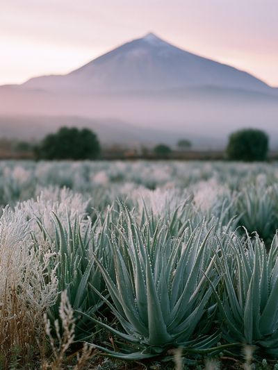 Misty Mountain Agave Landscape Poster. poster