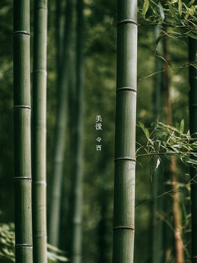 Bamboo Grove Serenity Print.