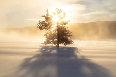 Sunrise Terrace Spring.