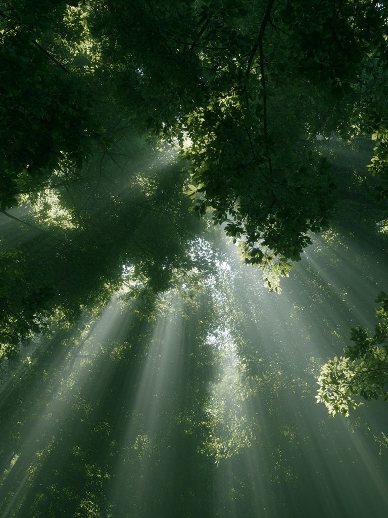 Sunlit Forest Canopy Poster. poster — nature art