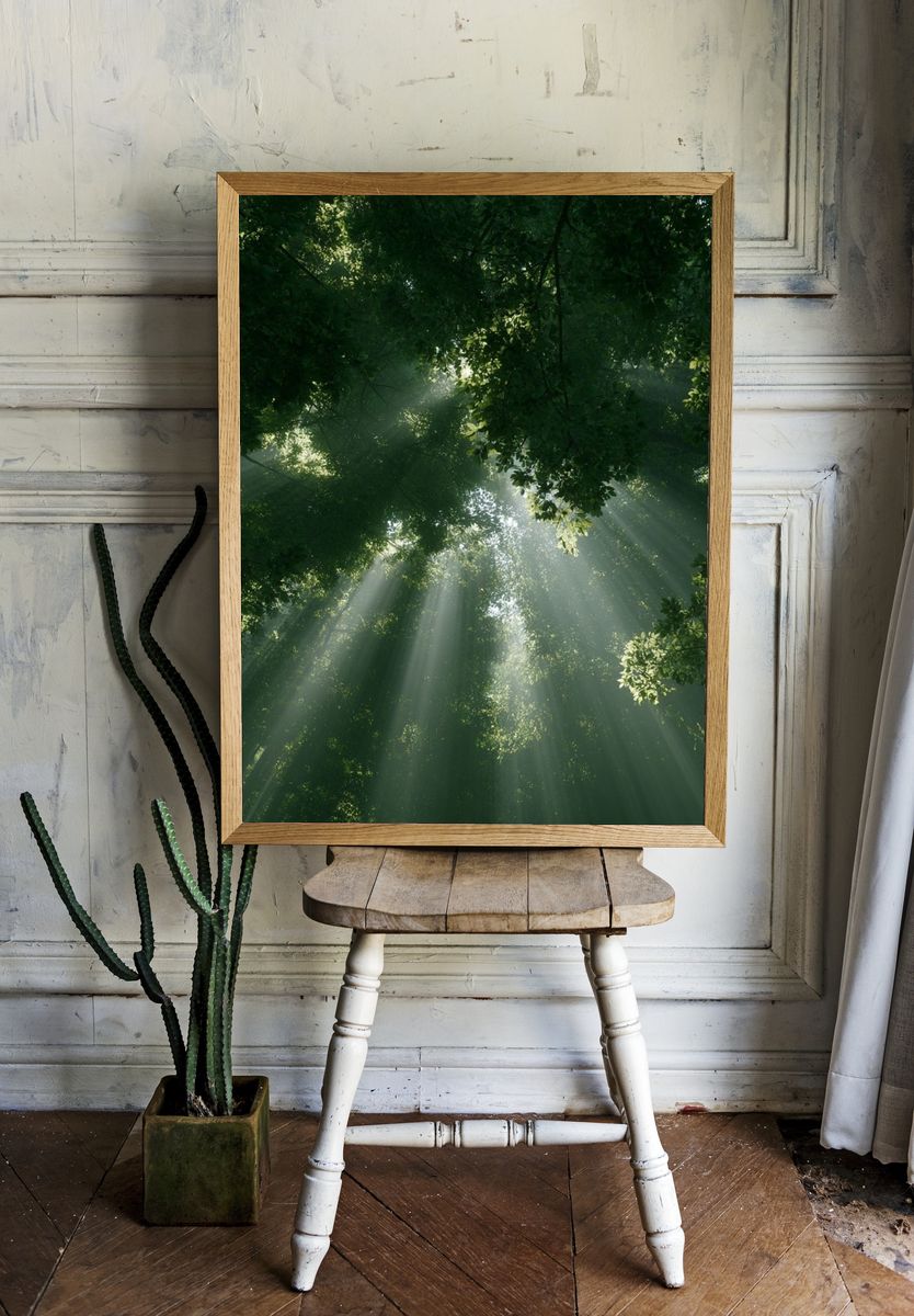 Sunlit Forest Canopy Poster. room preview