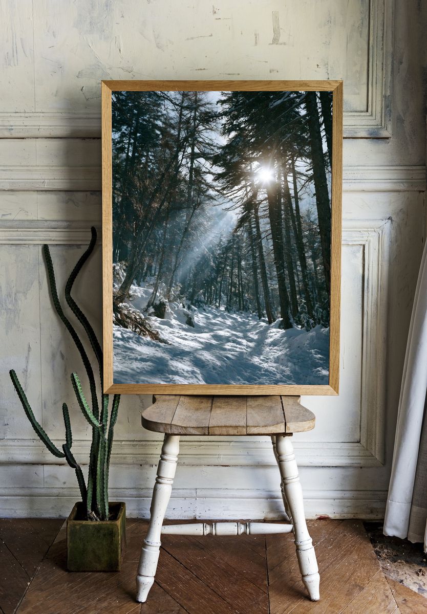 Snowy Forest Sunlight Poster. — room view 1