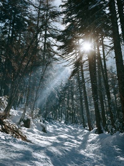 Snowy Forest Sunlight Poster.
