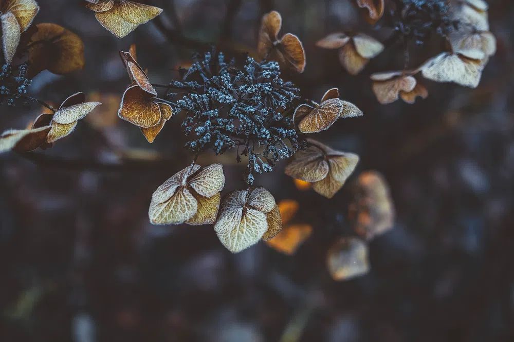 Frosted Hydrangea Leaves — Nature Print. poster — nature art