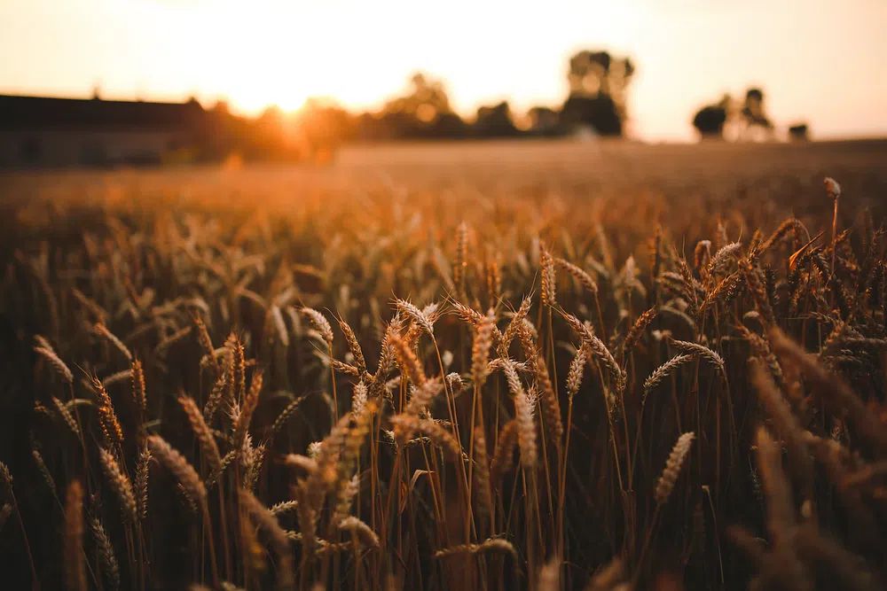 Field barley summer. Visit Kaboompics. poster — nature art