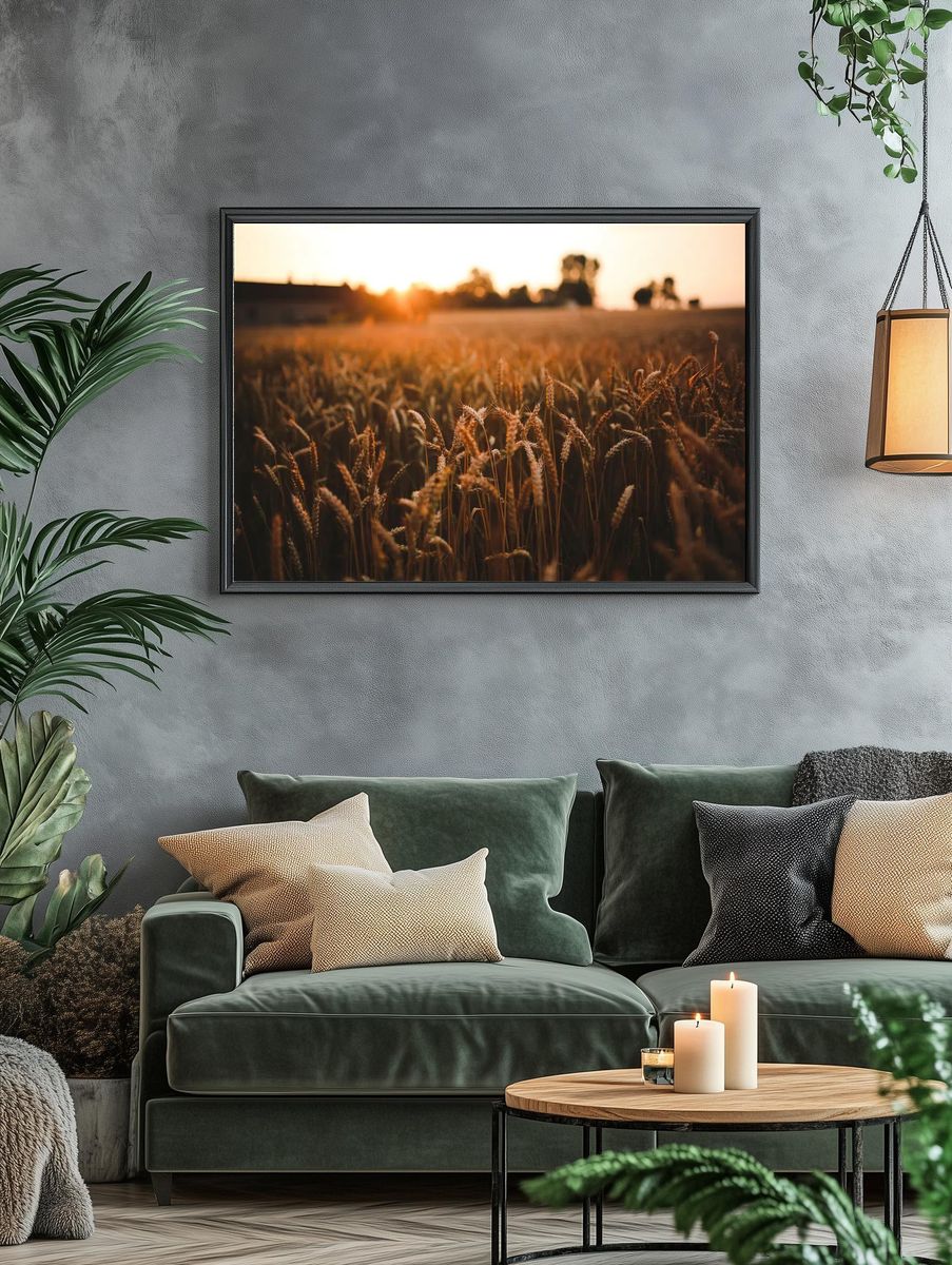Field barley summer. Visit Kaboompics. — room view 4