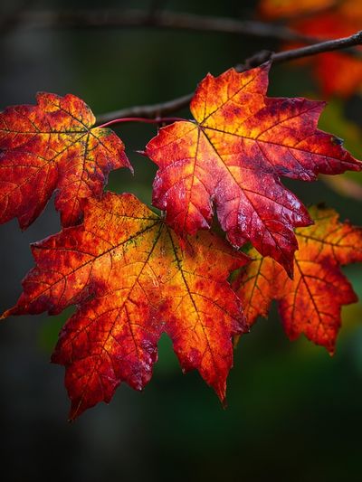 Autumn Maple Leaves Nature Print